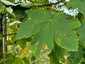 Juharlevél foltgomba (Rhytisma acerinum), Parassapuszta